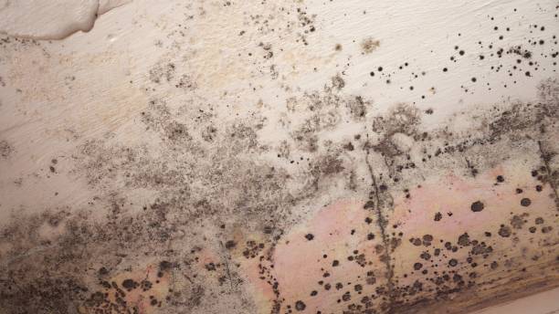 Mold Remediation for Vacation Homes in Shelley, ID